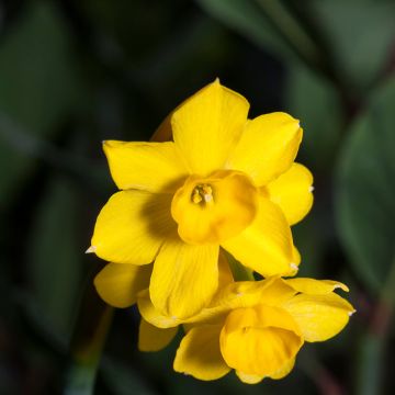 Narcisse fernandesii var. cordubensis