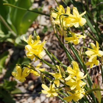 Narcissus Hawera