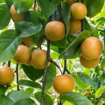 Nashi-Birne Niitaka - Pyrus pyrifolia