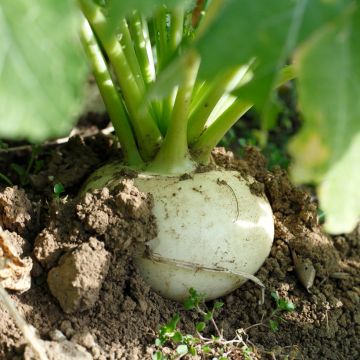 Rübe Blanc plat de Hollande