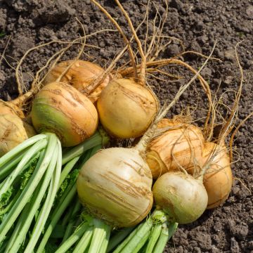 Navet jaune Boule d'Or - Brassica rapa