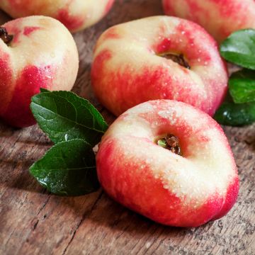 Nektarine - Bio Weißfleischiger flacher Nektarinbaum mit nackten Wurzeln