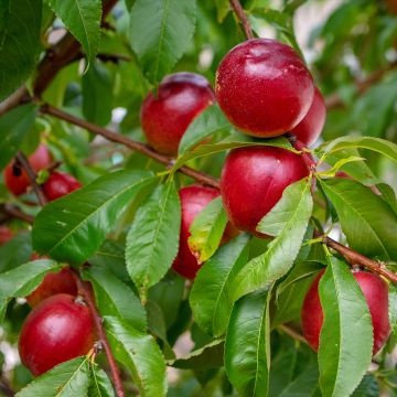 Nectarinier Nectared - Prunus persica nucipersica