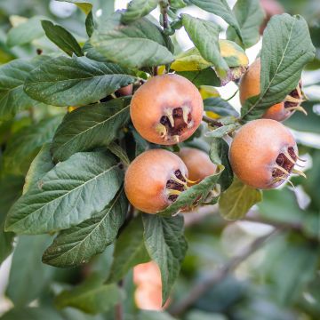 Mespilus germanica Belle de Grand Lieu - Echte Mispel