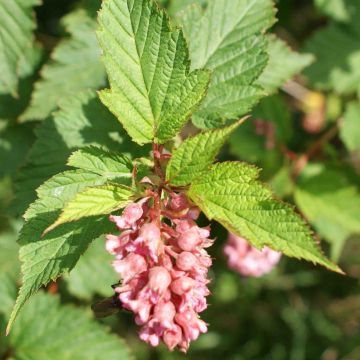 Neillia affinis - Traubenspiere