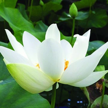 Nelumbo Angel Wings - Indische Lotosblume