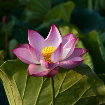 Nelumbo Chawan Basu - Indische Lotosblume