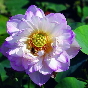 Nelumbo Double Bonheur - Indische Lotosblume