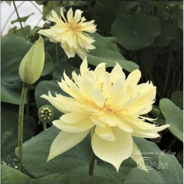 Nelumbo Moling Qiuse - Indische Lotosblume