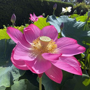 Nelumbo nucifera Osiris - Indische Lotosblume