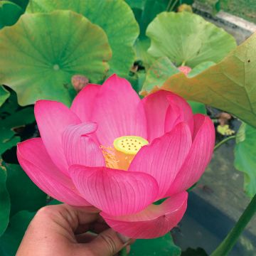 Nelumbo nucifera Qingling Honlian - Indische Lotosblume