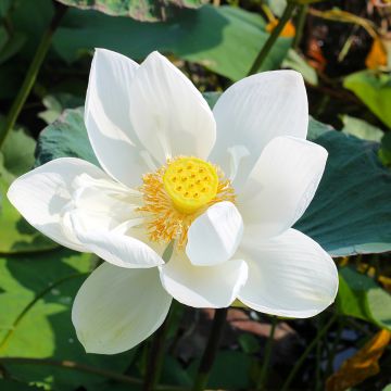 Nelumbo nucifera Stellar White - Indische Lotosblume