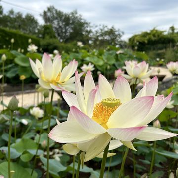 Nelumbo Tricolore - Indische Lotosblume