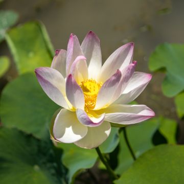 Nelumbo nucifera - Indische Lotosblume