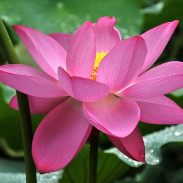 Nelumbo nucifera Rose - Indische Lotosblume