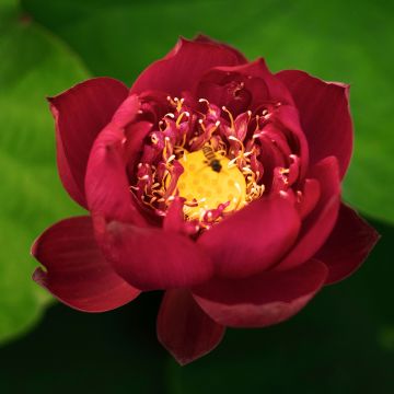 Nelumbo nucifera Rote - Indische Lotosblume