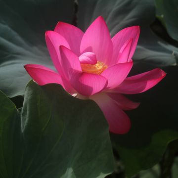 Nelumbo Pygmaea Red - Indische Lotosblume