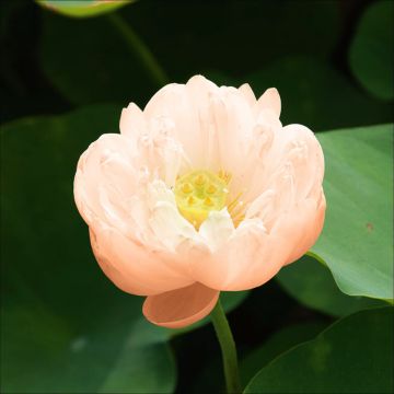 Nelumbo Pygmaea Cream - Indische Lotosblume