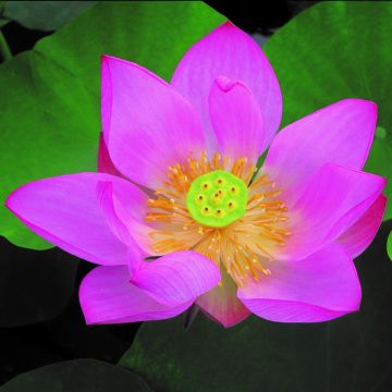 Nelumbo Pygmaea Red - Indische Lotosblume