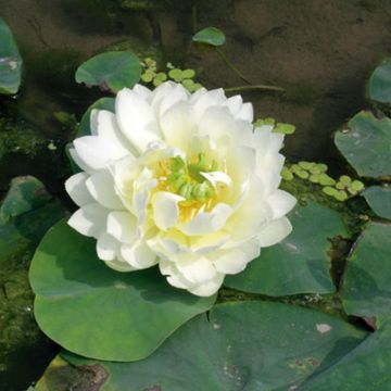 Nelumbo nucifera White - Indische Lotosblume