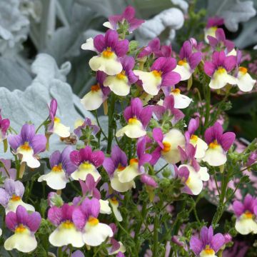 Nemesia Fairy Kisses Vanilla Berry