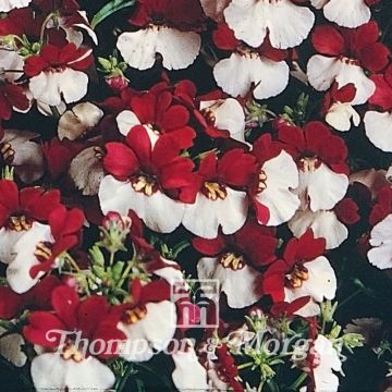 Nemesia Mello Red & White (Samen)