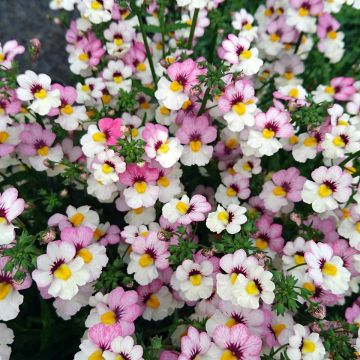 Nemesia strumosa Sunsatia Plus Lychee