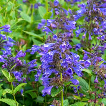 Katzenminze Blue Dragon - Nepeta