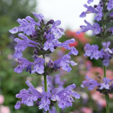 Katzenminze Purrsian Blue - Nepeta faassenii