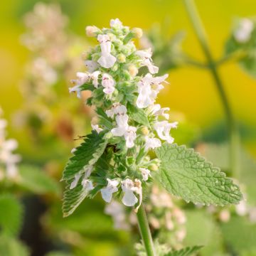 Echte Katzenminze Citriodora - Nepeta cataria