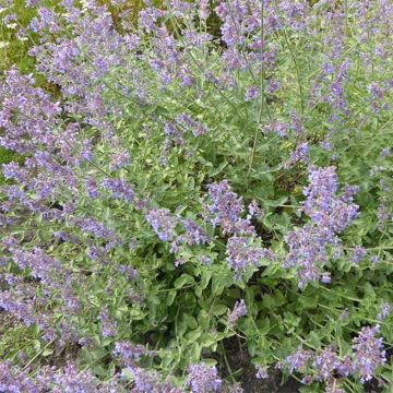 Katzenminze Six Hills Gold - Nepeta faassenii