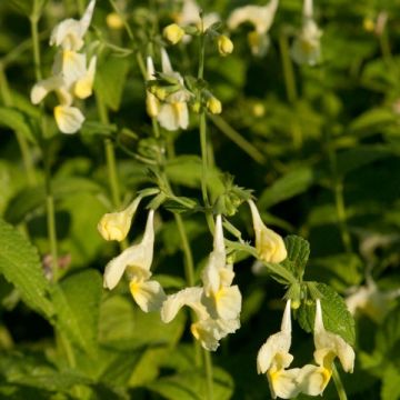 Himalaya-Katzenminze - Nepeta govaniana