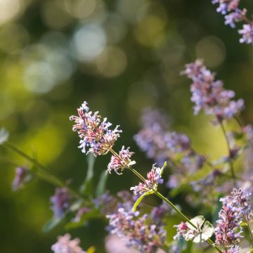 Nepeta grandiflora Bramdean