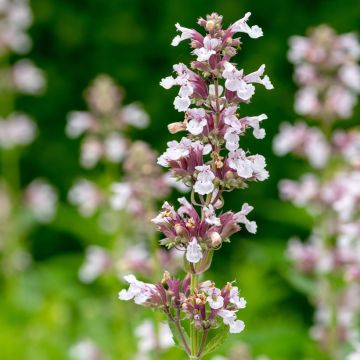 Großblütige Katzenminze Dawn to Dusk - Nepeta grandiflora