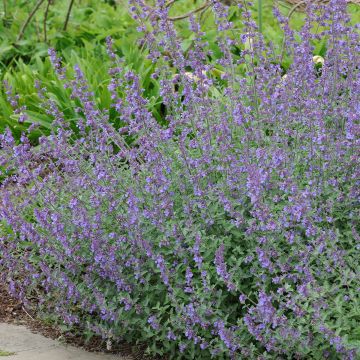 Großblütige Katzenminze Summer Magic - Nepeta grandiflora