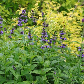 Nepeta kubanica - Chataire