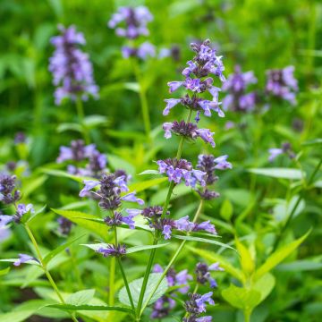 Katzenminze Manchu Blue - Nepeta manchuriensis