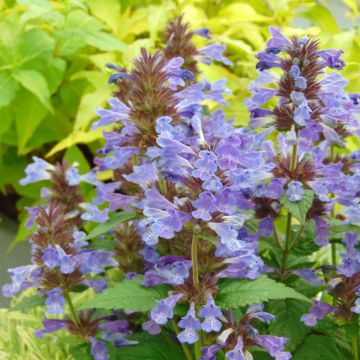 Geaderte Katzenminze Neptune - Nepeta nervosa