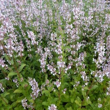 Kahle Katzenminze Anne's Choice - Nepeta nuda