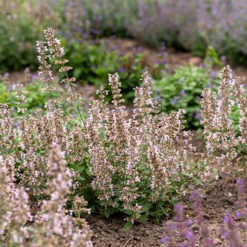 Nepeta racemosa Amelia - Traubige Katzenminze