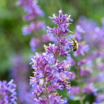 Traubige Katzenminze Grog - Nepeta racemosa