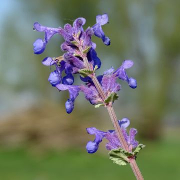 Traubige Katzenminze Superba - Nepeta racemosa