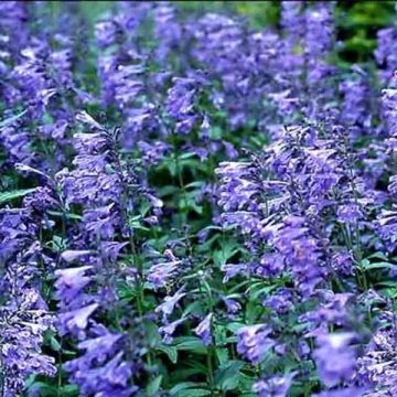 Katzenminze Souvenir d'Andre Chaudron - Nepeta sibirica