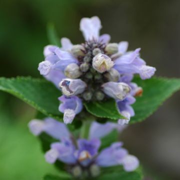 Sitzende Katzenminze Blue Panther - Nepeta subsessilis