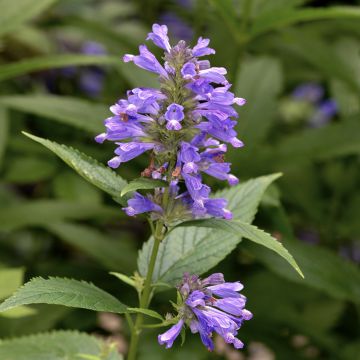 Sitzende Katzenminze - Nepeta subsessilis