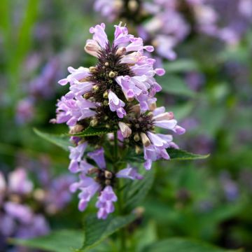 Sitzende Katzenminze Sweet Dreams - Nepeta subsessilis