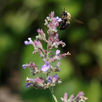 Katzenminze Dropmore - Nepeta faassenii