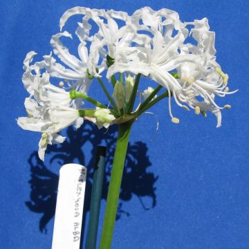 Nerine flexuosa White - Guernsey-Lilie