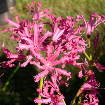 Nerine bowdenii Isobel - Guernsey-Lilie