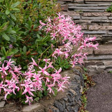 Nerine bowdenii Amandi - Guernsey-Lilie